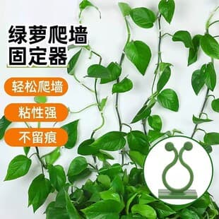 No-Drill Green Plant Wall Climbing Fastener Small Clip Vine Clip Green Plant Climbing Vine Invisible Self-Adhesive Shaping Tool Suitable for Use